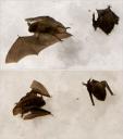 Bat die-off